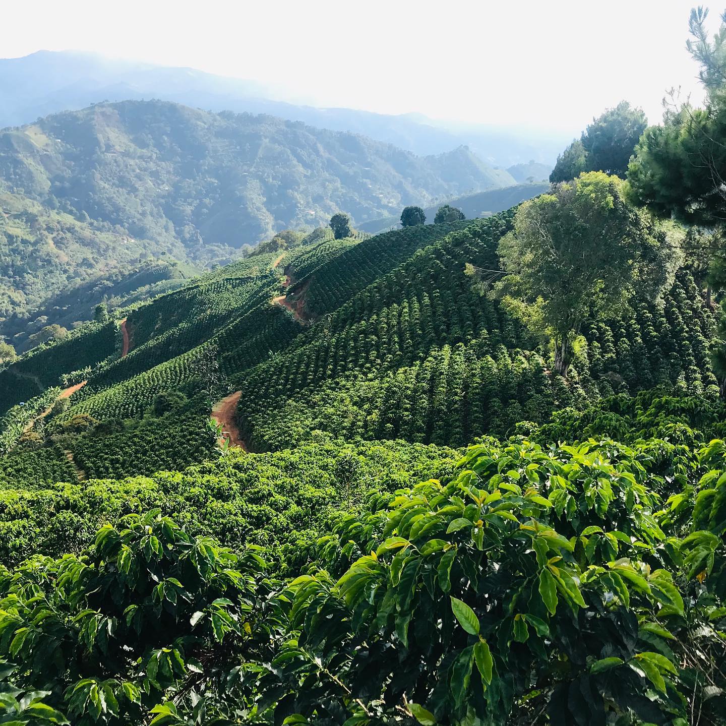 El Café en los Tiempos del Cambio Climático